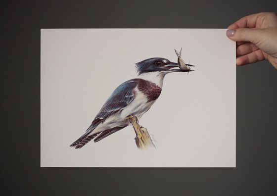 Belted Kingfisher Bird Art Graphic Art Print 