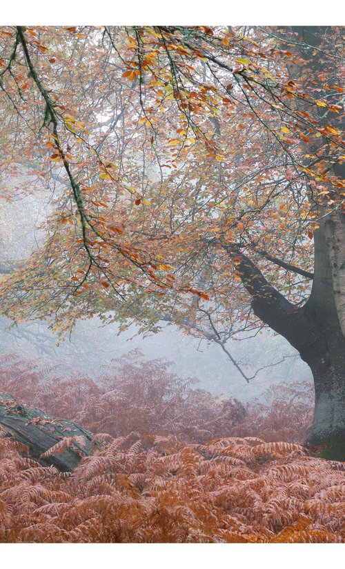 November Forest IV by David Baker
