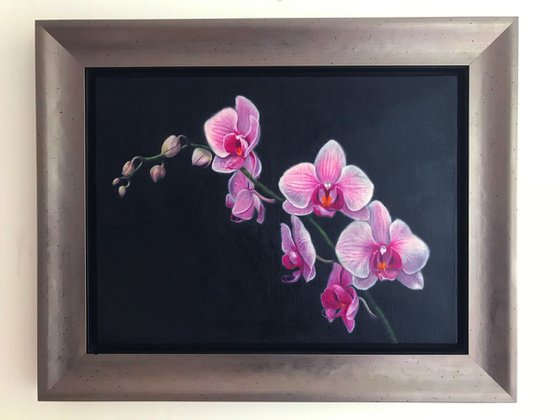 A Spray of Pink Orchids