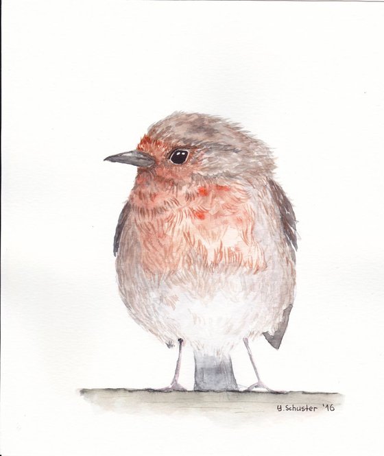 Watercolour birds portraits series. Robin Birds. Otto