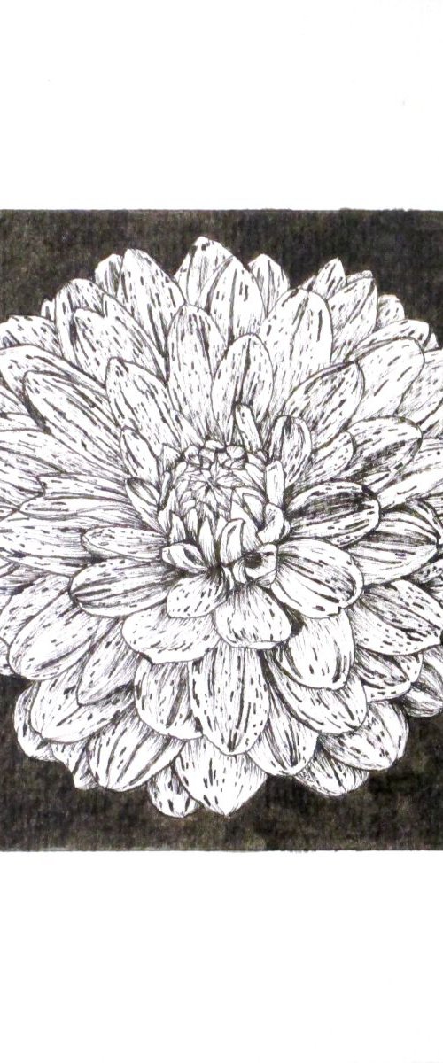 B/W Dahlia Flower 7 by Angela Stanbridge