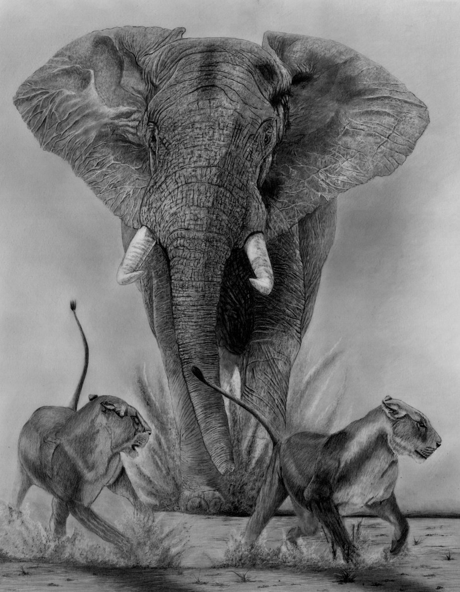 Photorealistic Animal Pencil Drawing By Paul Stowe, 20 X 25", Clash Of The Titans, Original Artwork
