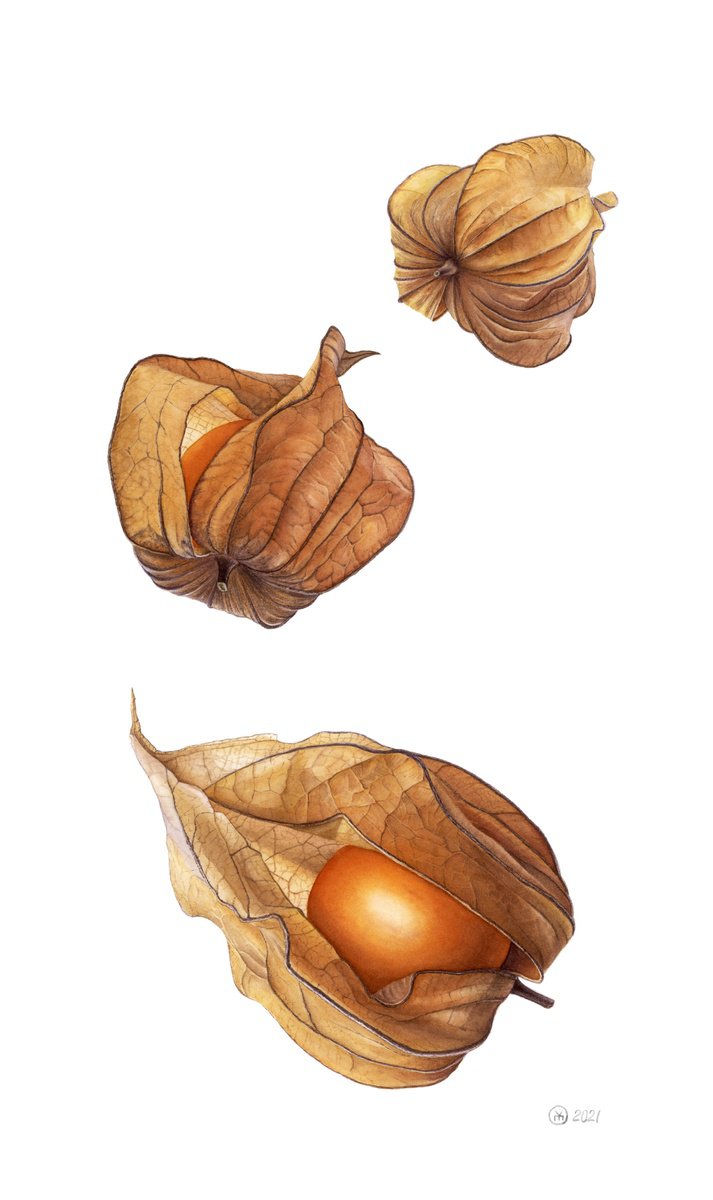 Photorealistic Botanical Watercolour By Yuliia Moiseieva, 12 X 20", Flock Of Physalises, Original Artwork