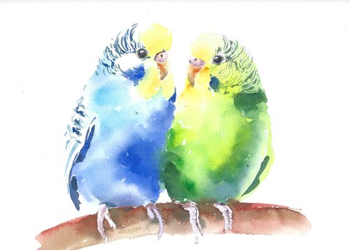 Budgie parakeet tropical birds artwork, watercolor illustration by Tanya Amos