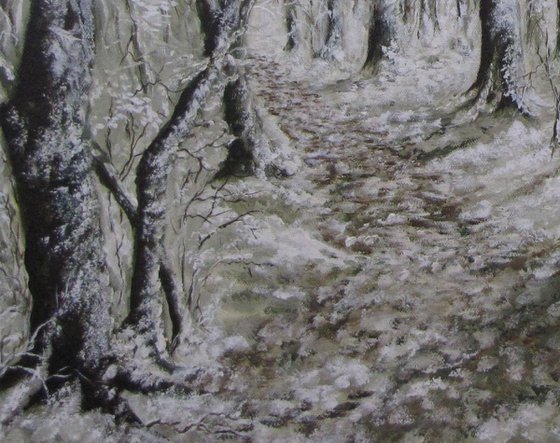 Beech Trees in snow