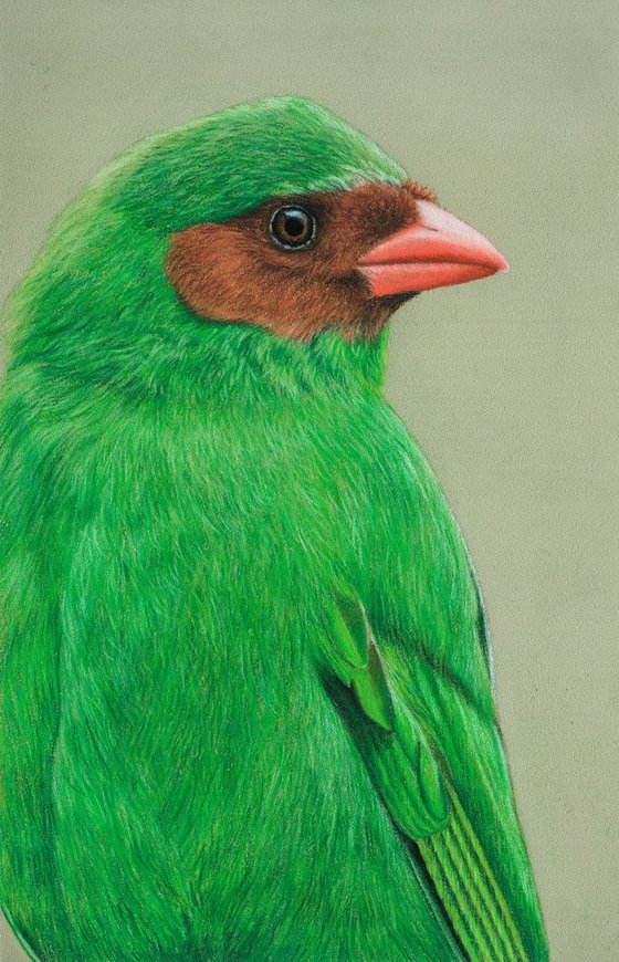 Original pastel drawing "Grass-green tanager"