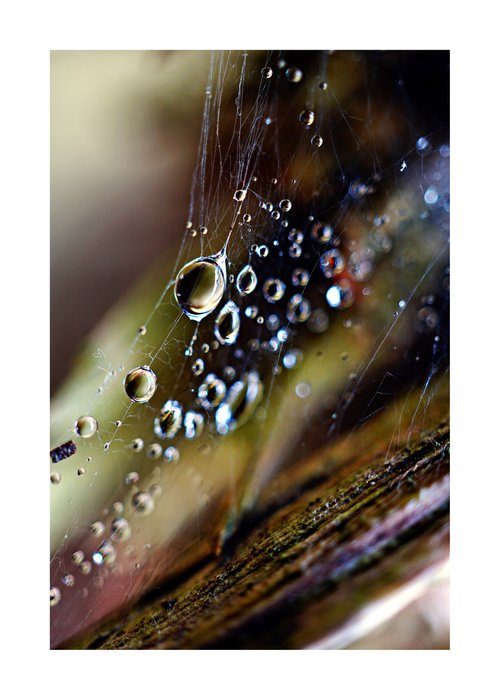 Macro Raindrop Photography Art 11 by Richard Vloemans