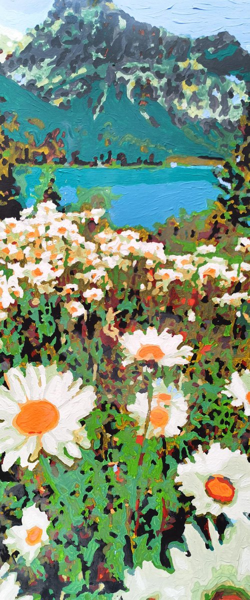 Daisies field in mountains by BAST