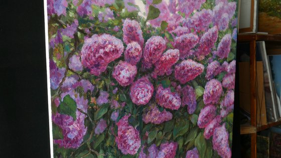 The Sunny Lilac Bush