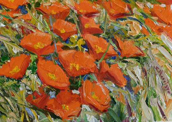 California Poppies, Superbloom