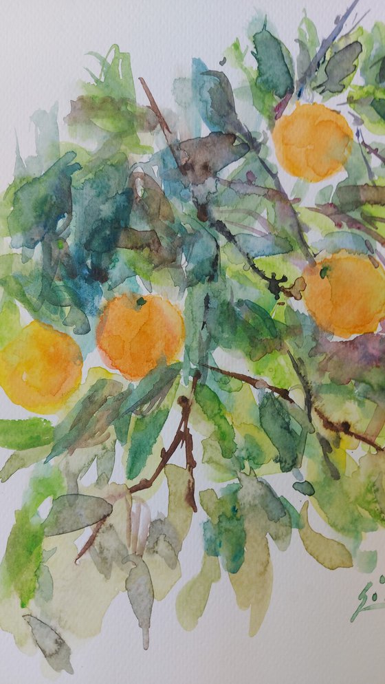 Oranges in Spring