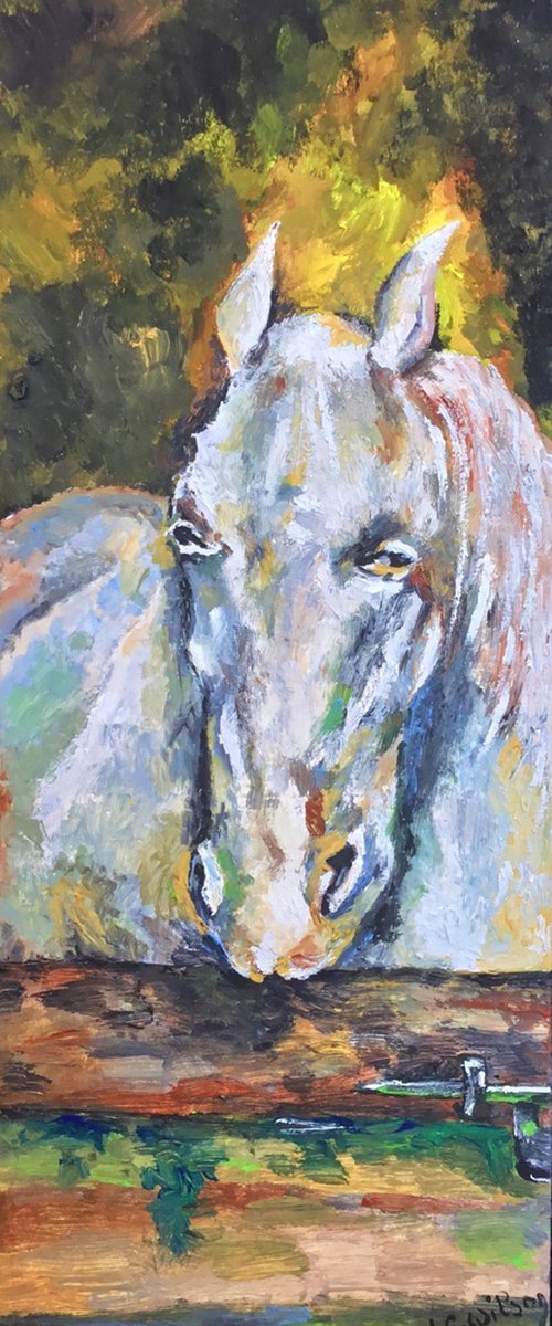 White horse by Jg Wilson