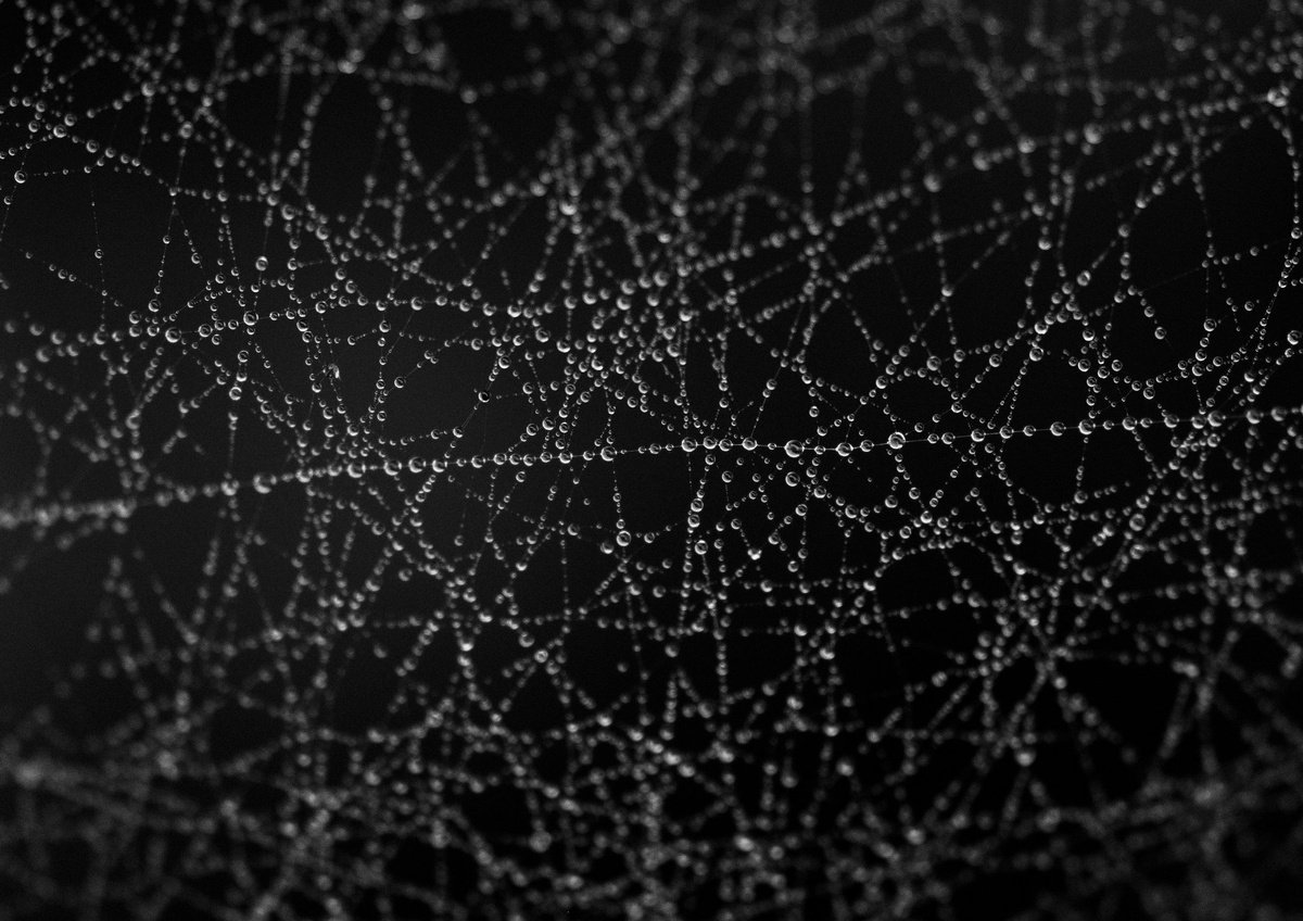 Spider’s Web II [Unframed; also available framed] by Charles Brabin