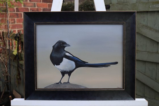 Magpie in the Early Morning Light