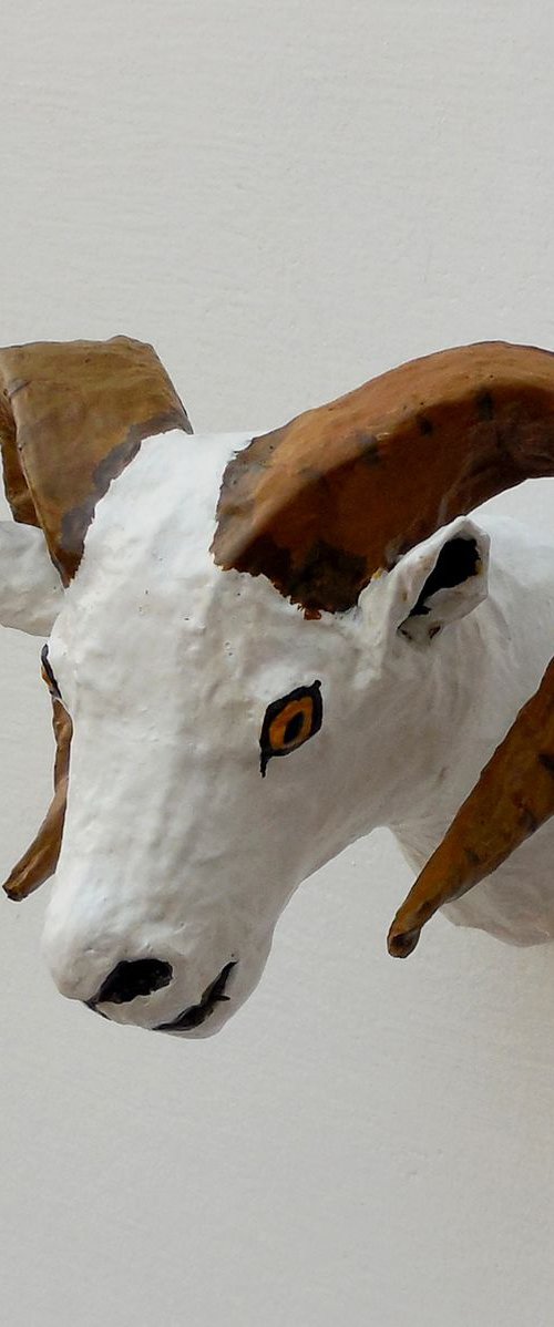 Dall Sheep Head Trophy Faux Taxidermy by Shweta  Mahajan