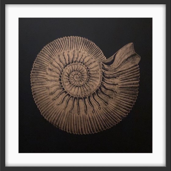 Ammonite