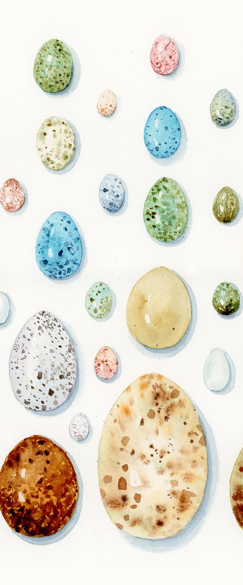 Eggs collection of Wild European birds by Karolina Kijak