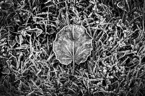 Frozen Leaf by Russ Witherington
