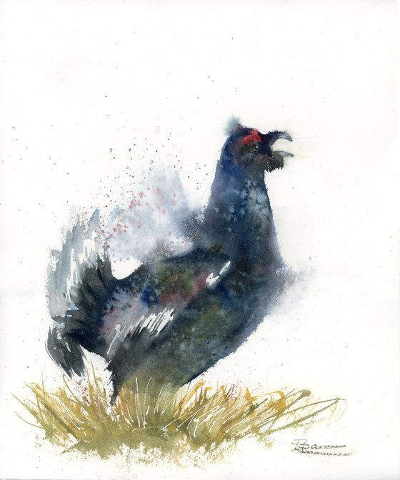 black grouse