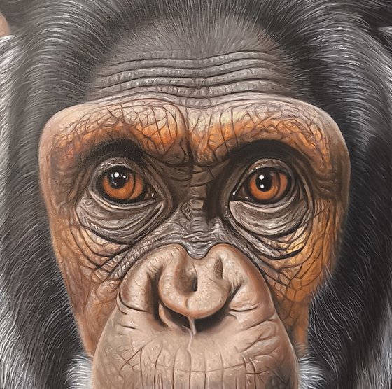 The Gaze of Chimpanzee