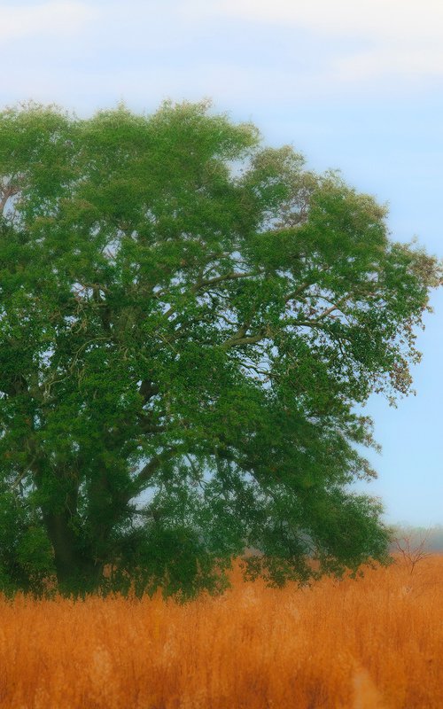 "Oak in Field" by John McManus