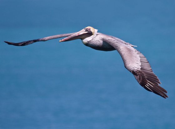 Animals - Birds - Pelican in flight at 7 Mile Bridge, Marathon, Florida, USA