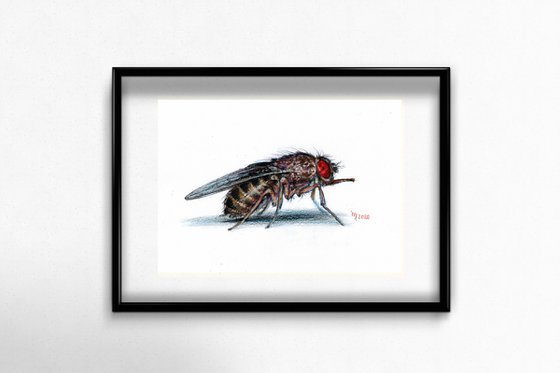 African Tsetse Fly/Insect Series