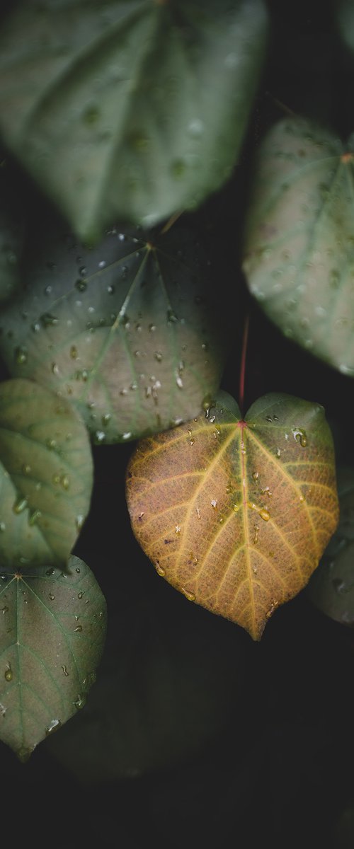 Winter leaves II by Tal Paz-Fridman