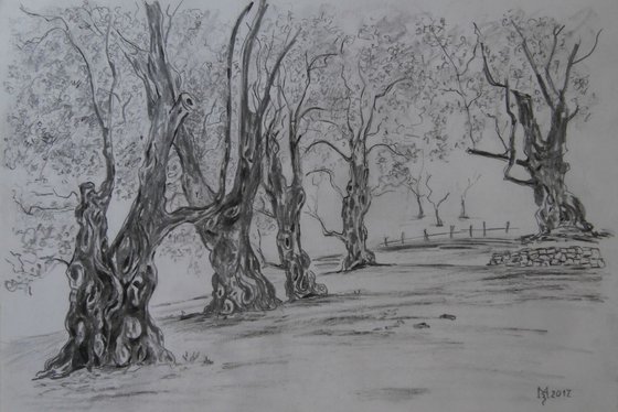 OLD OLIVE TREES