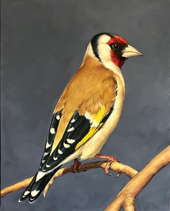 Goldfinch 4