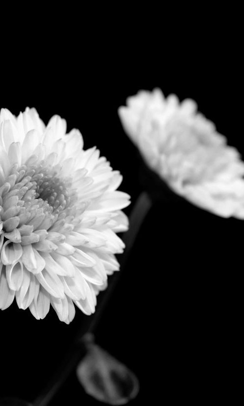 Two Chrysanthemums by Sumit Mehndiratta