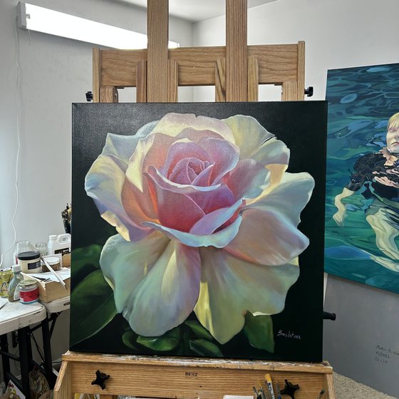 Radiance of the Morning Rose