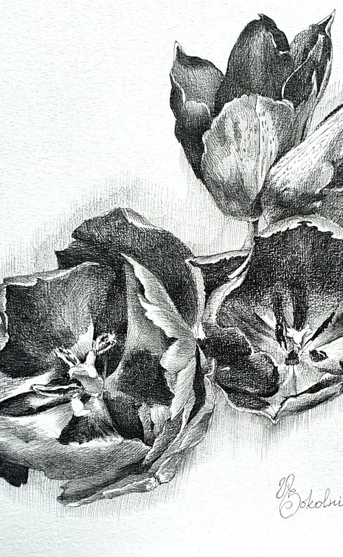 May tulips by Natasha Sokolnikova