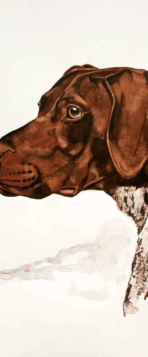 German Shorthaired Pointer .1 by Dominique Laurine