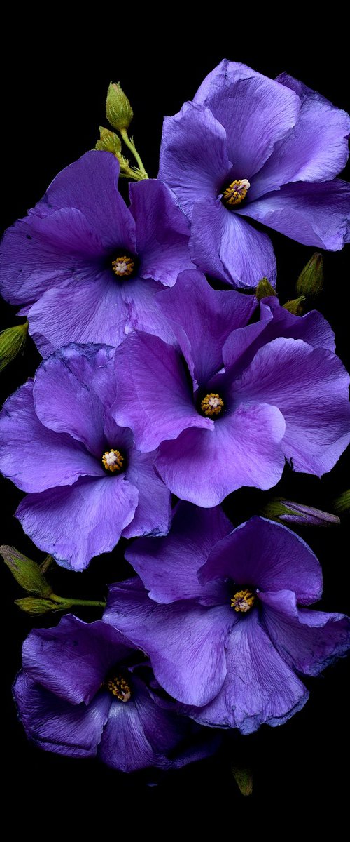 Purple Hibiscus Flowers by Nadia Culph