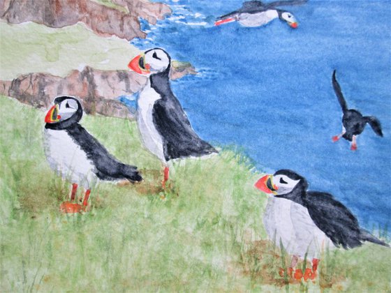 Puffins on the Coast