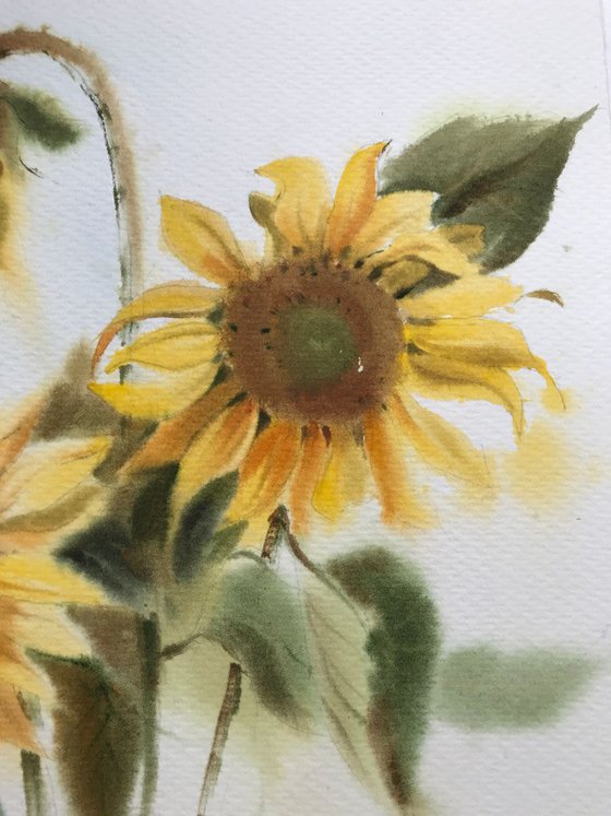 Sunflowers