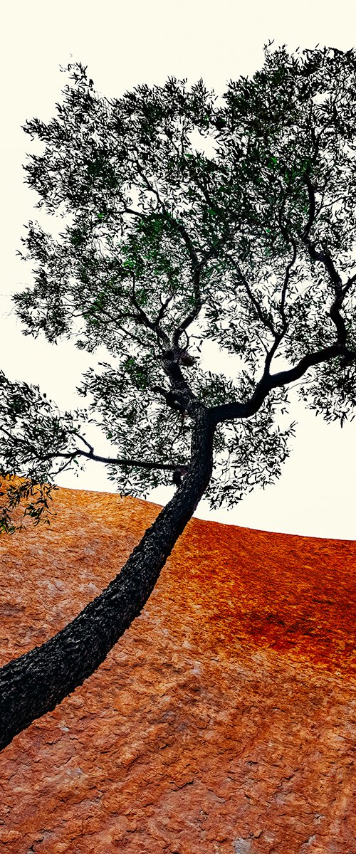 Uluru Tree by Nick Psomiadis