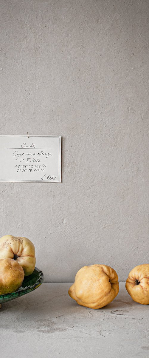 Cydonia Oblonga by Cornelia Weber