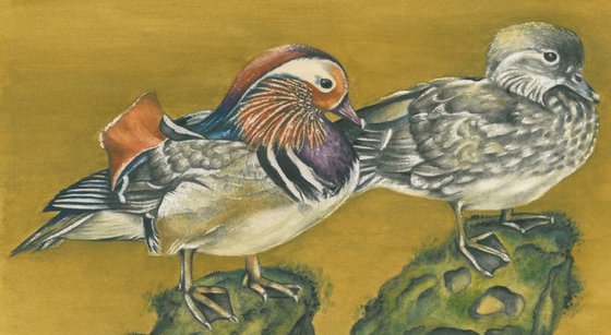 Mandarin Ducks