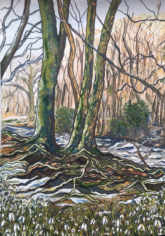 Wintry Woods and Snowdrops