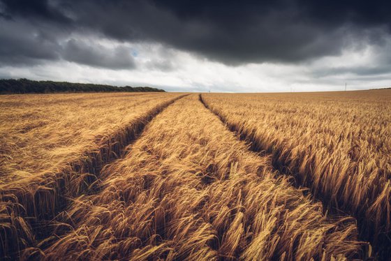Cereal crops on a stormy day