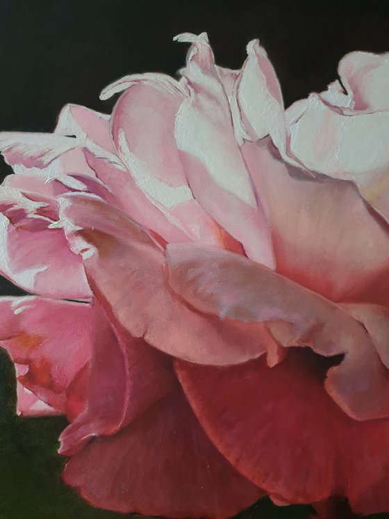 "With the first rays..." rose painting 2021