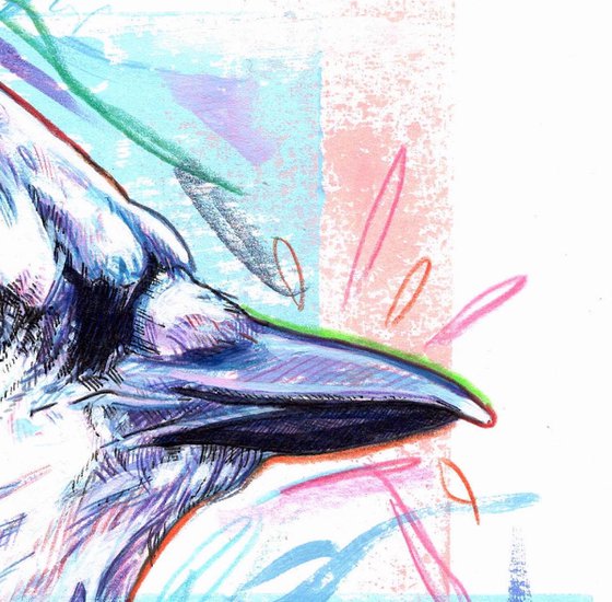 Blue jay (Cyanocitta cristata)