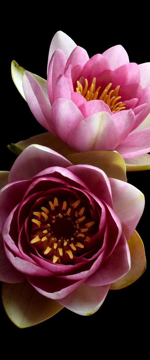 Pink Water Lilies by Nadia Culph