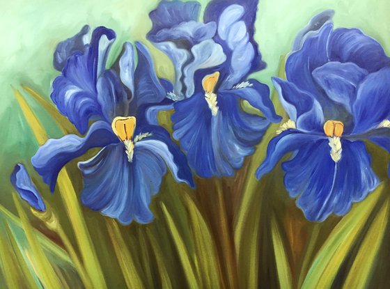 Blue Iris