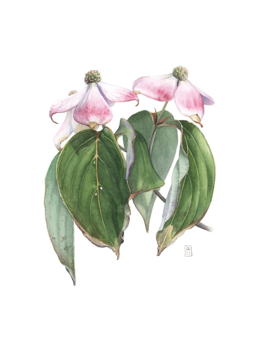 Photorealistic Botanical Watercolour By Yuliia Moiseieva, 11 X 15", Flowering Dogwood, Original Artwork