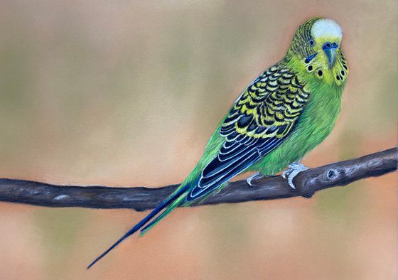 Budgie