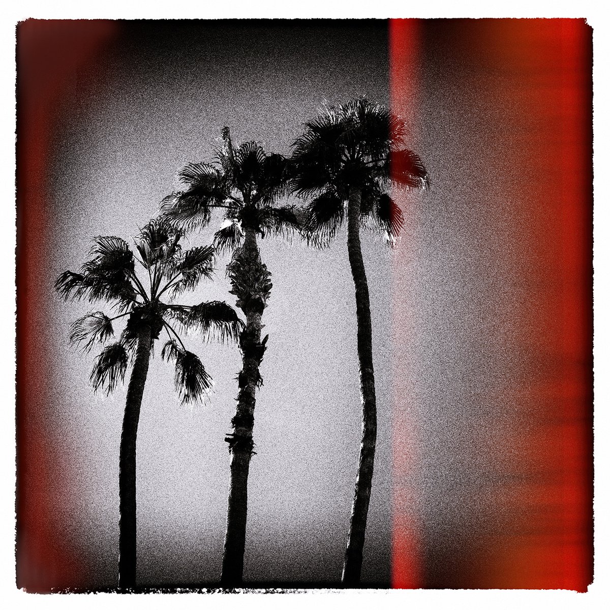 Palm Trees, Palm Springs by Heike Bohnstengel