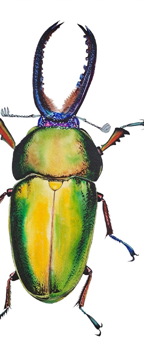 Rainbow King Magnificenza Mueller's stag beetle by Yuliia Sharapova